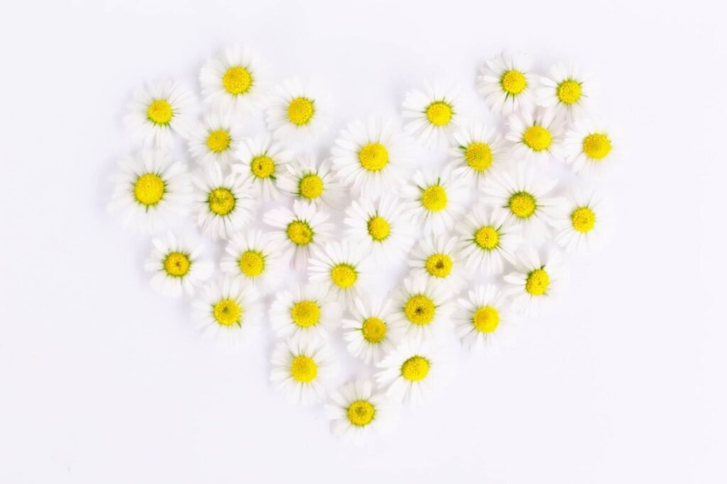 daisy-heart-daisy-heart-love-159077-159077.jpg